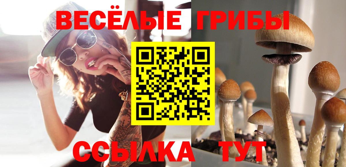 Псилоцибиновые грибы мицелий  что такое наркотик  Волхов  Вход с VPN  Псилоцибиновые грибы ЛСД 